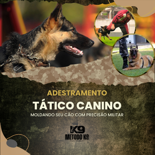 adestramento tático canino cão cães treinamento